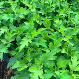 3 Live Chrysanthemum Starter Plants, 3-6 Inch Mixed Fall Mums For Planting