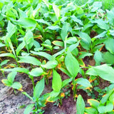 3 Live Turmeric Plants, Culinary Ginger Curcuma, 5-9 Inch Tall For Growing