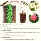 2 Pink And White Hydrangea Live Plants, Flowering Shrubs In 4 Inch Pots