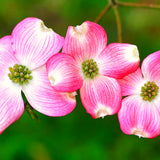 Pink Flowering Dogwood Tree, 6-12 Inches Tall In A 2.5 Inch Pot, Live Plant