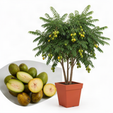 Live Green June Plum Tree, 2-3 Ft Tall, Tropical Fruit For Outdoor Gardens