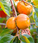 Cold-Hardy Persimmon Fruit Tree, Live 6-12 Inch Plant For Outdoor Gardens