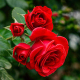 Live Red Heirloom Rose Shrub, 5-8 Inch Reblooming Garden Plant For Planting