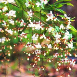 2 Live Wallichii Smithianum Clerodendrum Vine Plants, 5-10 Inches Tall