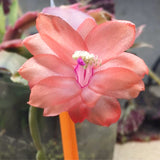 2 Live Salmon Christmas Cactus Plants, 3-6 Inch Indoor Outdoor Houseplants