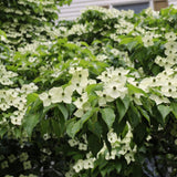 Live Kousa Dogwood Tree, 2.5 Inch Pot, Spring-Flowering Landscape Plant