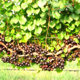 Live Black Muscadine Grape Vine For Outdoors, 6-12 Inches Tall, 4-Inch Pot