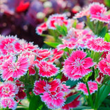 6 Red Live Dianthus Plants, Flowering Outdoor Plants For Garden Planting