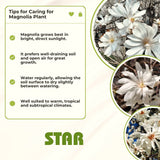 Cold Hardy Live Star Magnolia Flower Tree, 6-12 Inch Landscape Garden Plant