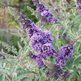 Buddleia Live Starter Shrub, Light Blue Butterfly Bush, 4 To 6 Inches Tall
