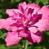 Live Red Rose Of Sharon Shrub, 6-14 Inch Potted Flowering Althea Plant
