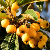 Live Loquat Fruit Tree In Gallon Pot, Hardy Plant For Garden, 2-3 Ft Tall