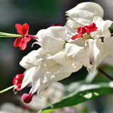 4 White Bleeding Heart Live Vine Plants, 5-10 Inches Tall, Bell Blooms