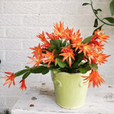 Live Orange Easter Cactus, 4-6 Inch Spring Flower For Indoor Home Decor