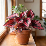 Colorful Red Begonia Live Plant, 4-6 Inch Starter For Indoor Home Decor