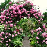 Live Climbing Rose Bush, Pink To Deep Pink Blooms, Fragrant, 5-9 Inches