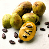 2 Live Pawpaw Fruit Trees, Bare Root Plants, Dormant, 6-12 Inches Tall