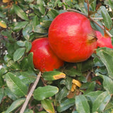 Live Red Pomegranate Tree, 6-10 Inches Tall, Outdoor Perennial Fruit Plant