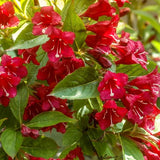 6-12 Inch Red Weigela Live Plant, Potted Ornamental Shrub For Garden Beds