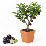 Live Jaboticaba Grape Fruit Tree Plant, 1 Ft Tall, Tropical Garden Tree