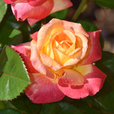 Live Love Rose Bush Starter Plant, 7-10 Inch Tall, Orange Double Blooms