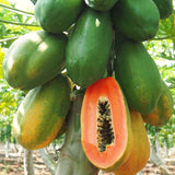 Live Sweet Papaya Fruit Tree, 5-10 Inches Tall In A 4-Inch Nursery Pot