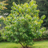 2 Live Pawpaw Fruit Tree Seedlings, Potted Plants, 6-12 Inches, Young Trees