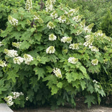 Live Oakleaf Hydrangea Shrub, White Flowers, 5-10 Inches Tall, Dormant Tree