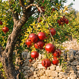 Live Red Pomegranate Tree For Patios, 8-12 Inches Tall, Half Gallon Pot