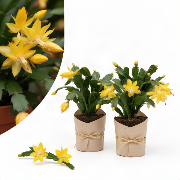 2 Live Yellow Christmas Cactus Plants, 3-6 Inch Tall, Houseplant Blooms