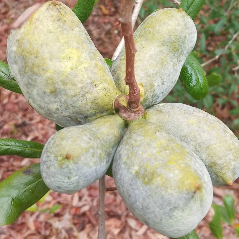 Cold Hardy Paw Paw Tree Live Plant, Quart Pot, 1 Year Old, 6-12 Inches