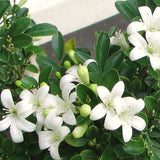 Live Philadelphus Mock Orange Shrub, Fragrant White Flowers, Quart Pot