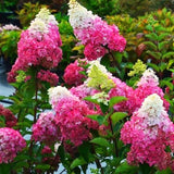 Live White-To-Pink Hydrangea Shrub, 5-11 Inch Starter Garden Plant For Beds