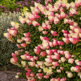 Live Pink Hydrangea Shrub, 5-10 Inch Plant For Outdoor Patio Flower Planter