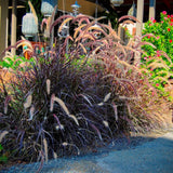 2 Live Red Purple Fountain Grass Plants, 5-9 Inch Tall Ornamental Grass