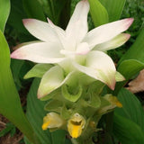 2 Live Yellow Turmeric Plants, 5-9 Inch Size For Outdoor Garden Planting