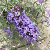2 Buddleia Live Plants, Light Blue Flower Shrubs, Outdoor, 4-9 Inches Tall