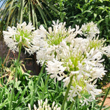 3 Agapanthus Live Plants, 5-9 Inch Tall Lily Of The Nile Garden Perennials