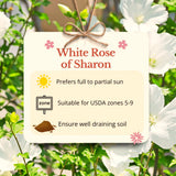 Live White Rose Of Sharon Shrub Plant, Upright Flowering, 6-10 Inches Tall
