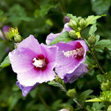 Pink Rose Of Sharon Live Plant, Garden Flowering Shrub, 6-13 Inches Tall