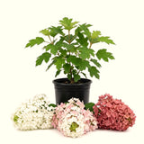 Oakleaf Hydrangea Live Plant, Hardy Flowering Shrub Tree, 6-12 Inches Tall