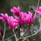 Ann Magnolia Live Plant, 6-12 Inches Tall In A 3-Inch Nursery Pot To Grow