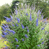 Live Light Blue Buddleia Butterfly Bush, 5-9 Inch Perennial Garden Plant