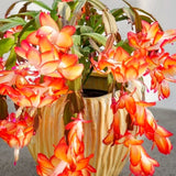 2 Live Orange Christmas Cactus Plants, 4-8 Inch Indoor Holiday Houseplants