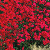 Live Red Creeping Phlox Plant, 4-7 Inch Perennial Ground Cover Flowering