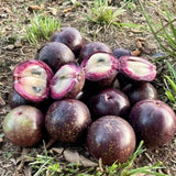 Live Purple Caimito Star Apple Fruit Tree, 14-18 Inches Tall, 1 Gallon Pot