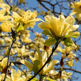 Live Yellow Bird Magnolia Flowering Tree, Blooms, 6-12 Inches, 2.5-Inch Pot