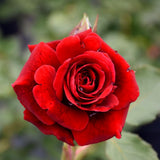 Live Don Juan Rose Plant, Well-Rooted Climber For Trellises And Arches