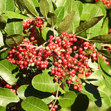 Yaupon Holly Live Hedge Shrub, Upright 4-6 Inch Ornamental Garden Plant