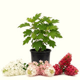 Ruby Slipper Hydrangea Live Plant, 5-9 Inch Flowering Outdoor Garden Shrub